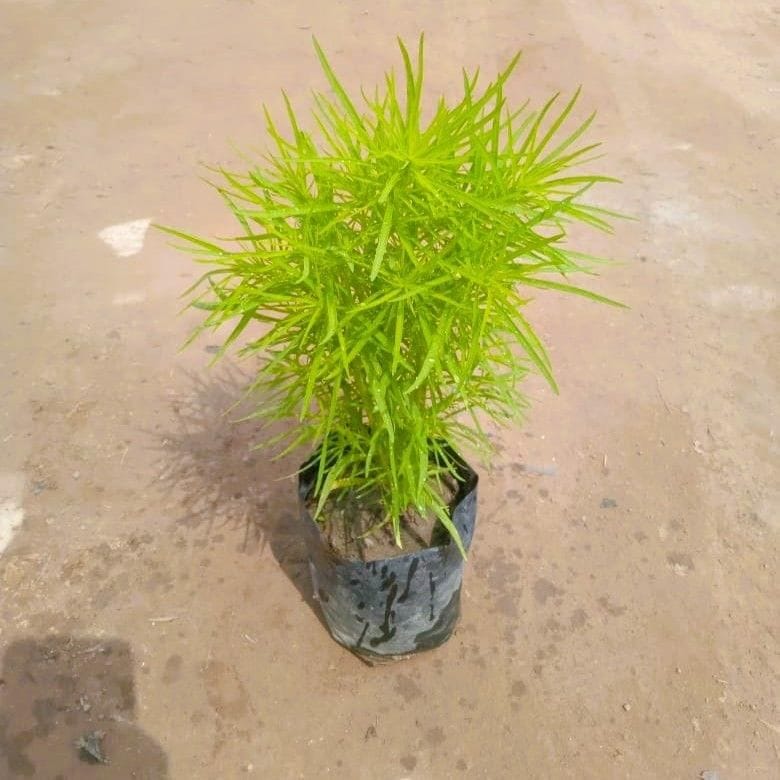 Kochia in 3 Inch Nursery Bag