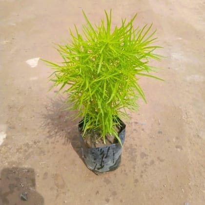 Buy Kochia  In 3 Inch Nursery Bag Online | Urvann.com