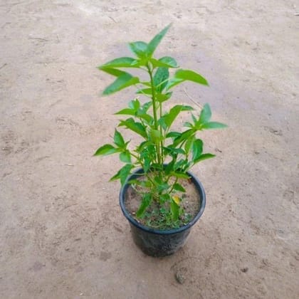 Buy Green Chilli / Mirchi Plant in 6 Inch Nursery Pot Online | Urvann.com