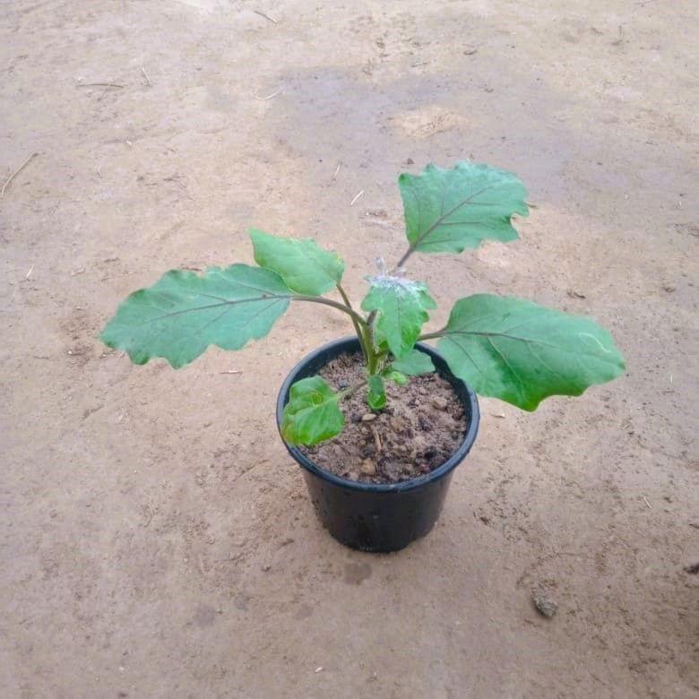 Brinjal / Baigan plant in 6 Inch Nursery Pot