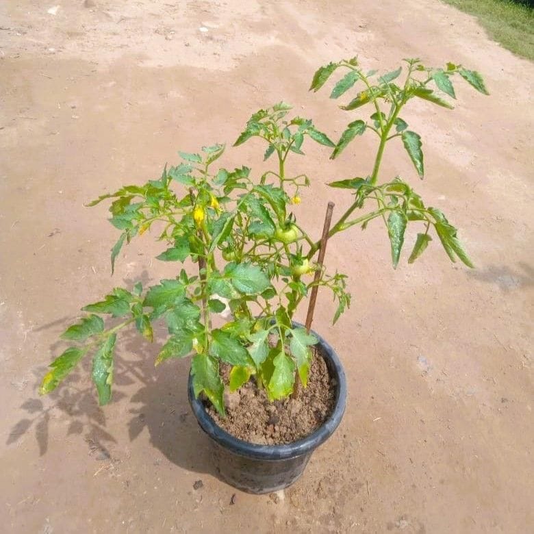 Tomato Plant in 8 Inch Nursery Pot