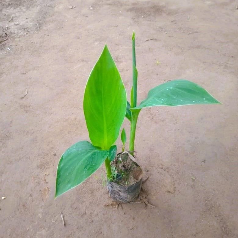 Canna Lily Yellow in 6 Inch Nursery Bag