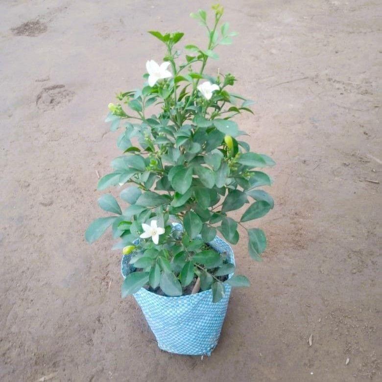 Madhu Kamini Dwarf/Murraya in 4 Inch Nursery Bag