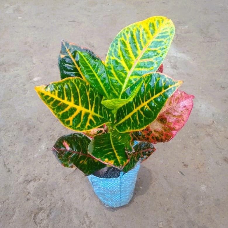 Croton Petra in 5 Inch Nursery Bag