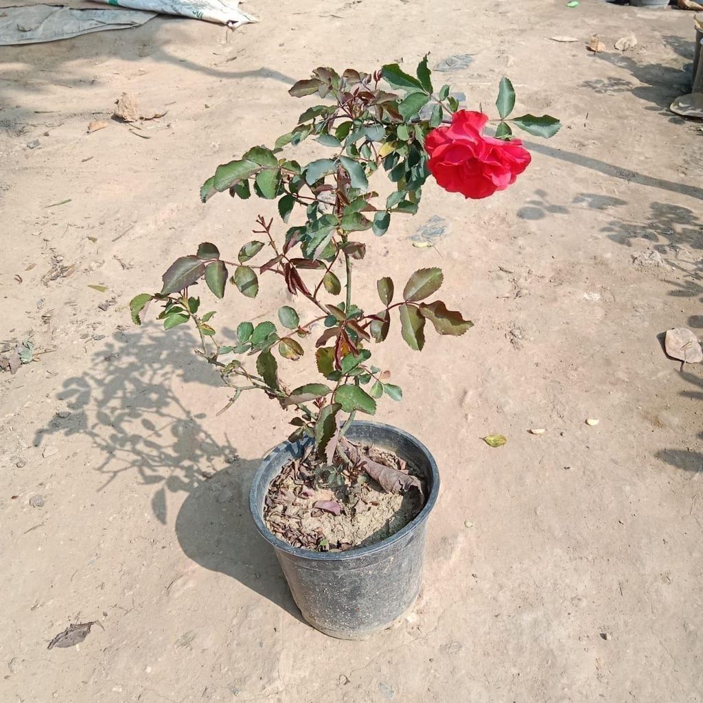 English Rose (Any Colour) in 6 Inch Nursery Pot