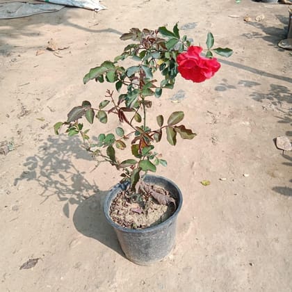 Buy English Rose (Any Colour) In 6 Inch Plastic Pot Online | Urvann.com