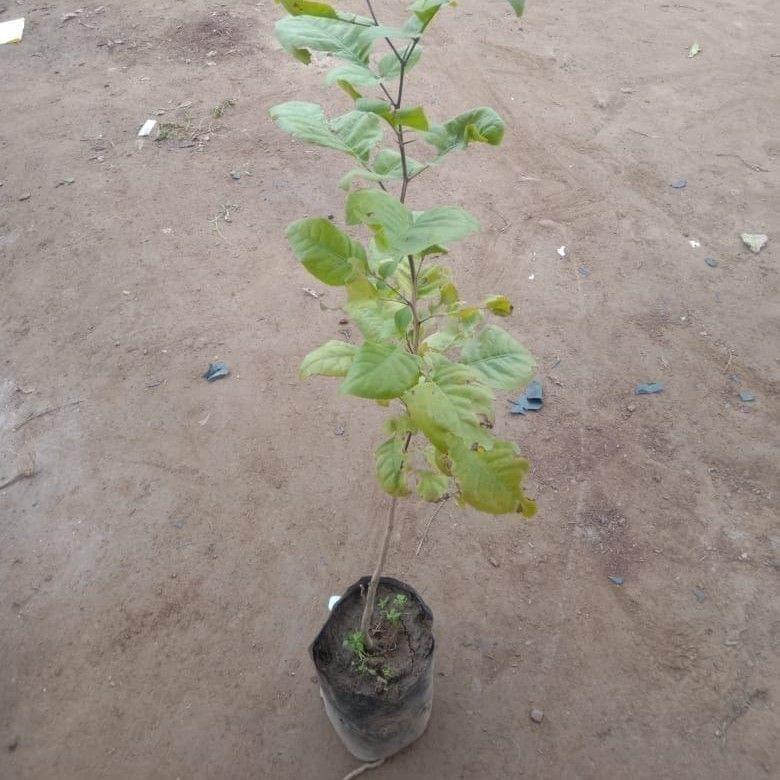 Belpatra in 5 Inch Nursery Bag