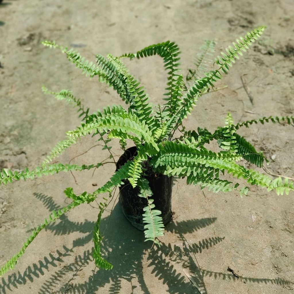 Green Fern in 4 inch Nursery Bag