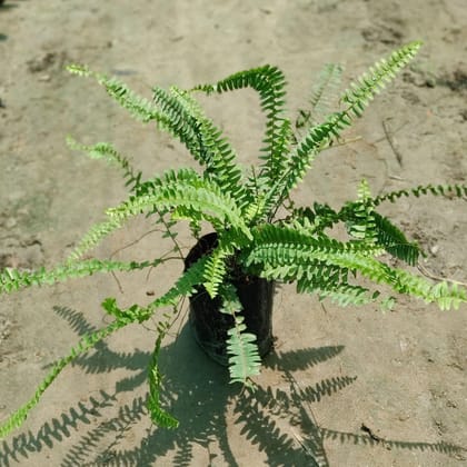 Buy Green Fern in 4 inch Nursery Bag Online | Urvann.com