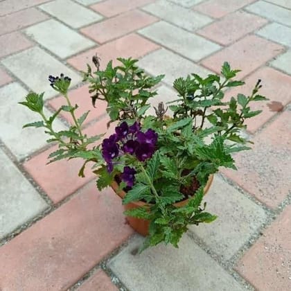Buy Verbena Purple in 5 Inch Plastic Pot Online | Urvann.com