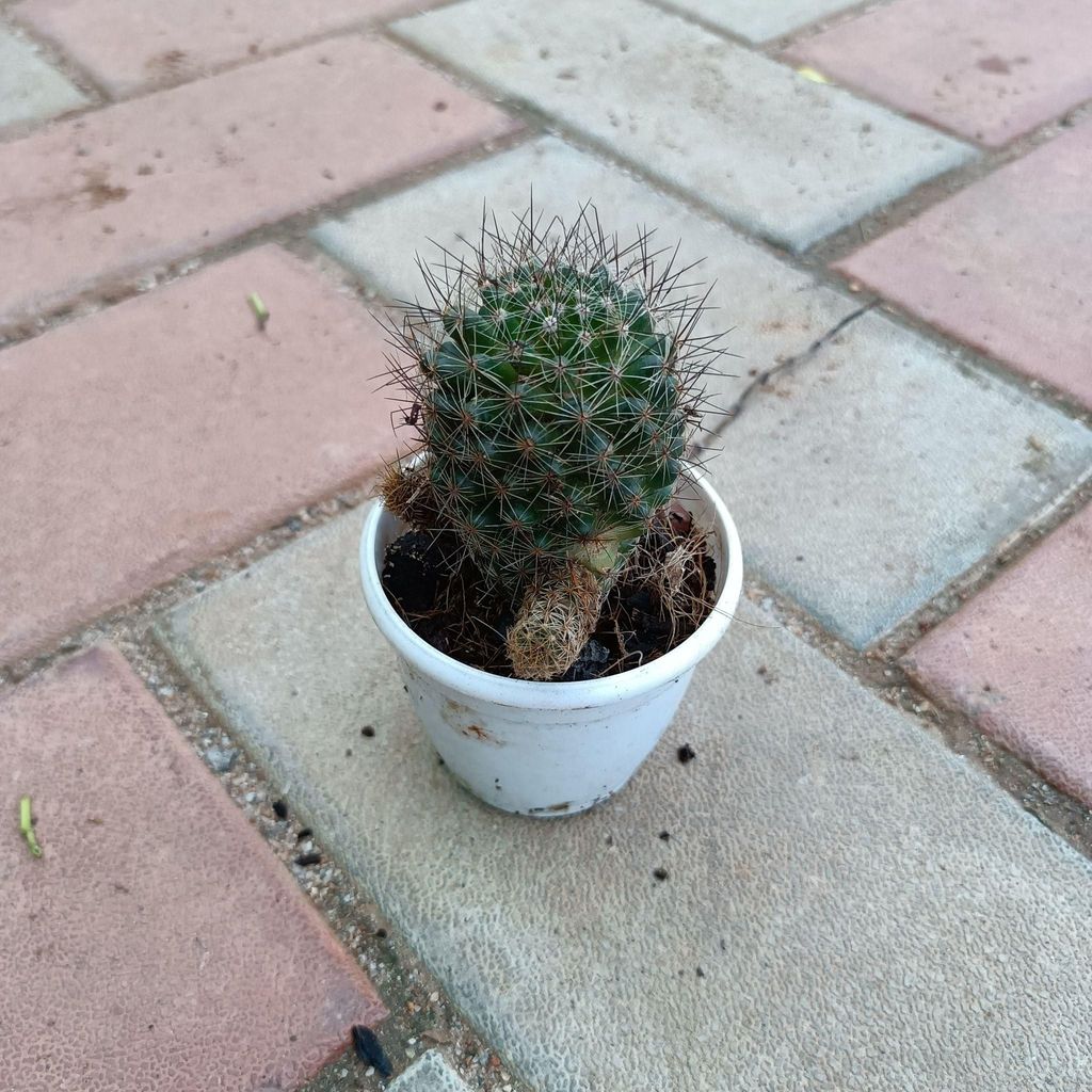 Cactus Barrel in 3 Inch Nursery Pot