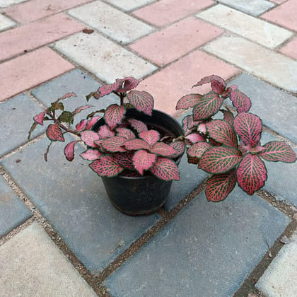 Buy Fittonia Red in 4 Inch Plastic Pot Online | Urvann.com