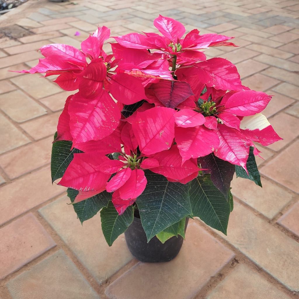 Poinsettia / Christmas Flower Pink & White in 5 Inch Nursery Pot