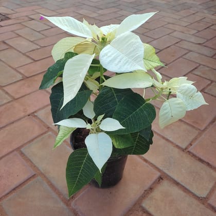 Buy Poinsettia / Christmas Flower White in 5 Inch Plastic Pot Online | Urvann.com