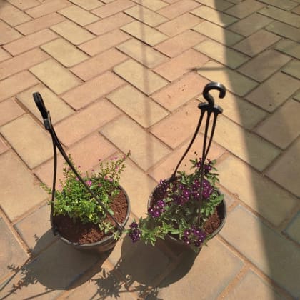 Buy Flowering Hanging combo - Set of 2 - (Cuphea & Verbena) (Any colour) in 5 Inch Black Hanging Basket Online | Urvann.com