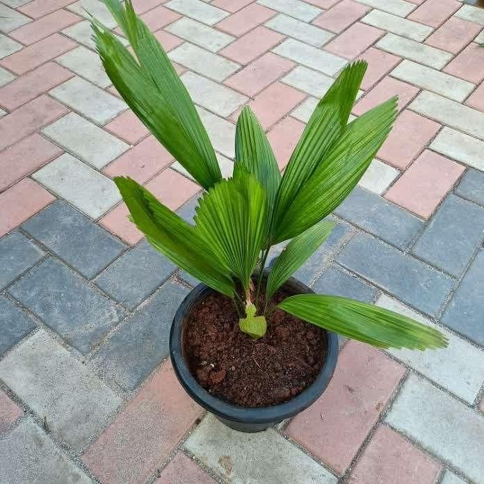 Crumble Palm ~ 3-4 Feet in 10 Inch Nursery Pot