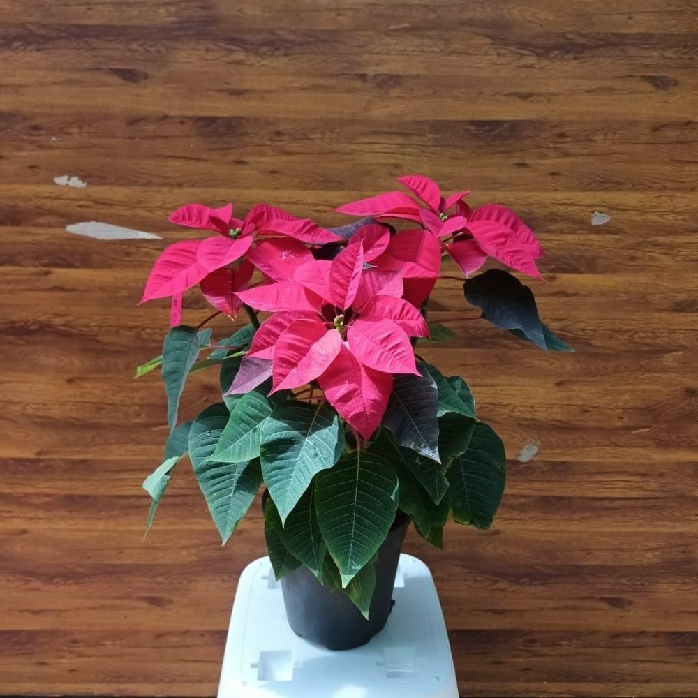 Poinsettia / Christmas Flower Red in 4 Inch Nursery Pot