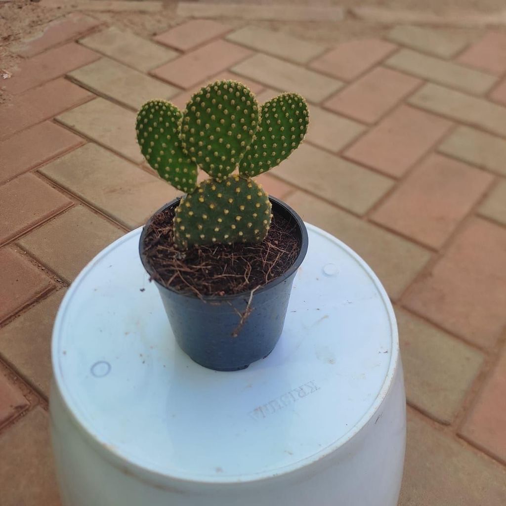 Bunny Ear Cactus Yellow in 2 Inch Nursery Pot