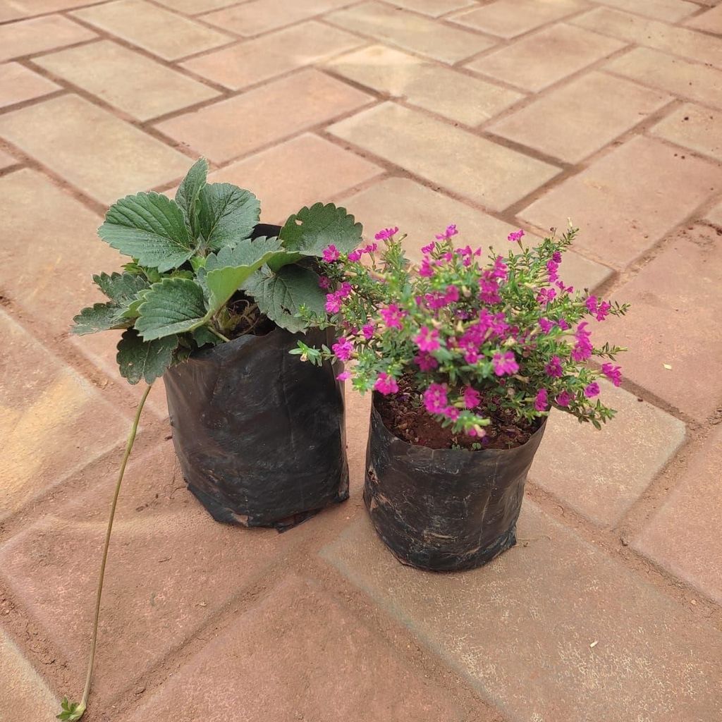 Set Of 2 - Cuphea / False Heather & Strawberry Plant in 4 Inch Nursery Bag