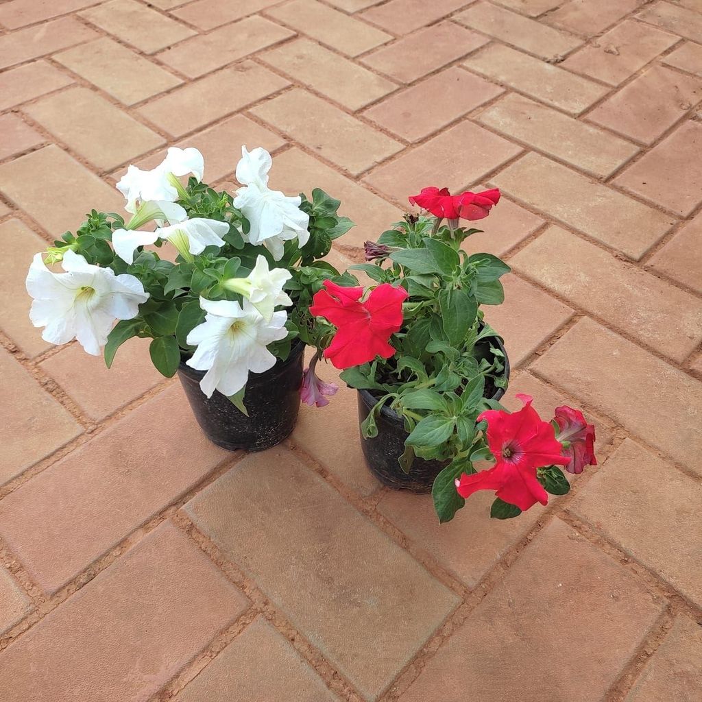 Set of 2 Petunia (Red & White) in 5 Inch Nursery Pot