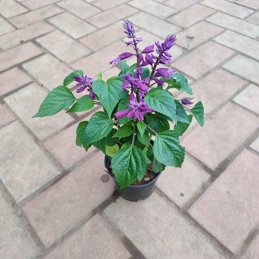 Salvia Blue in 4 Inch Nursery Pot (colour may vary)