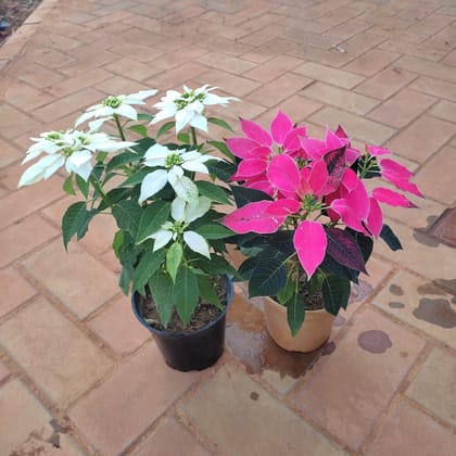 Buy Set of 2 - Poinsettia / Christmas Flower (Pink & White) in 5 Inch Plastic Pot  Online | Urvann.com