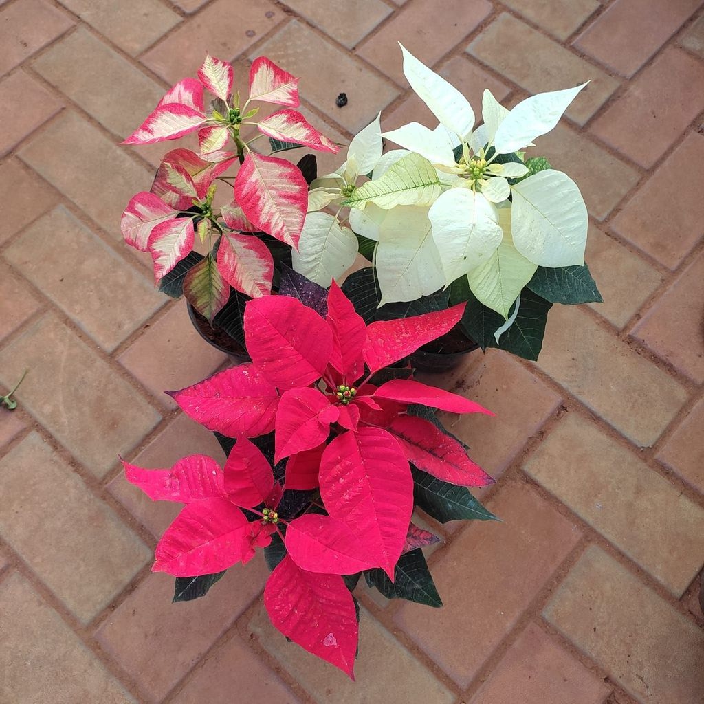 Set of 3 - Poinsettia / Christmas Flower ( Any Colour) in 5 Inch Nursery Pot