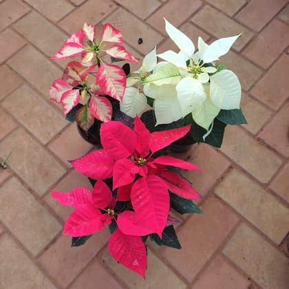 Buy Set of 3 - Poinsettia / Christmas Flower ( Any Colour) in 5 Inch Plastic Pot Online | Urvann.com