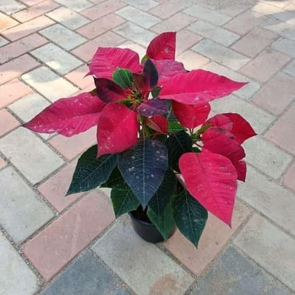 Buy Poinsettia Red in 5 Inch Plastic Pot Online | Urvann.com