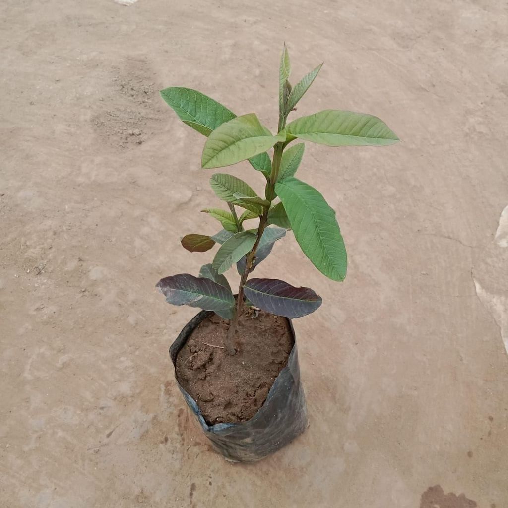 Amrood / Guava Kalam in 6 Inch Nursery Bag