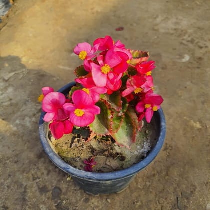 Buy Begonia Pink in 6 Inch Plastic Pot Online | Urvann.com