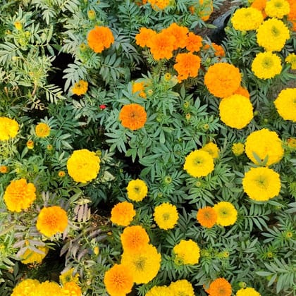 Buy Set of 3 Hazari Marigold (Any colour) in 4 Inch Nursery Bag Online | Urvann.com