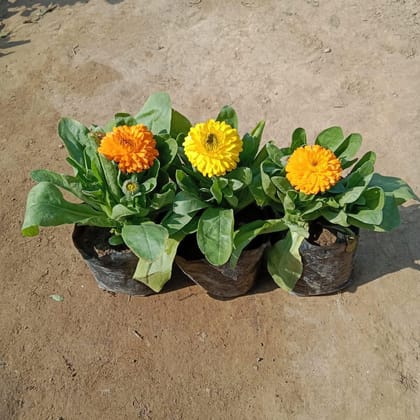 Set of 3 - Calendula (any colour) in 4 Inch Nursery Bag