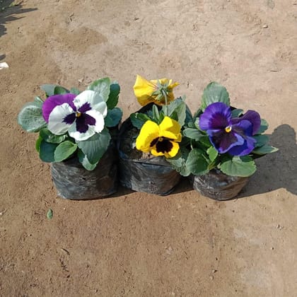 Set of 3 Pansy (Any colour) in 4 Inch Nursery Bag