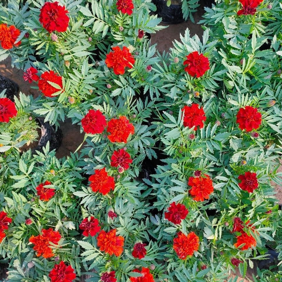 Set Of 3 - Marigold Red in 4 Inch Nursery Bag