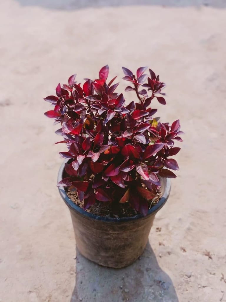 Alternanthera in 5 Inch Nursery Pot