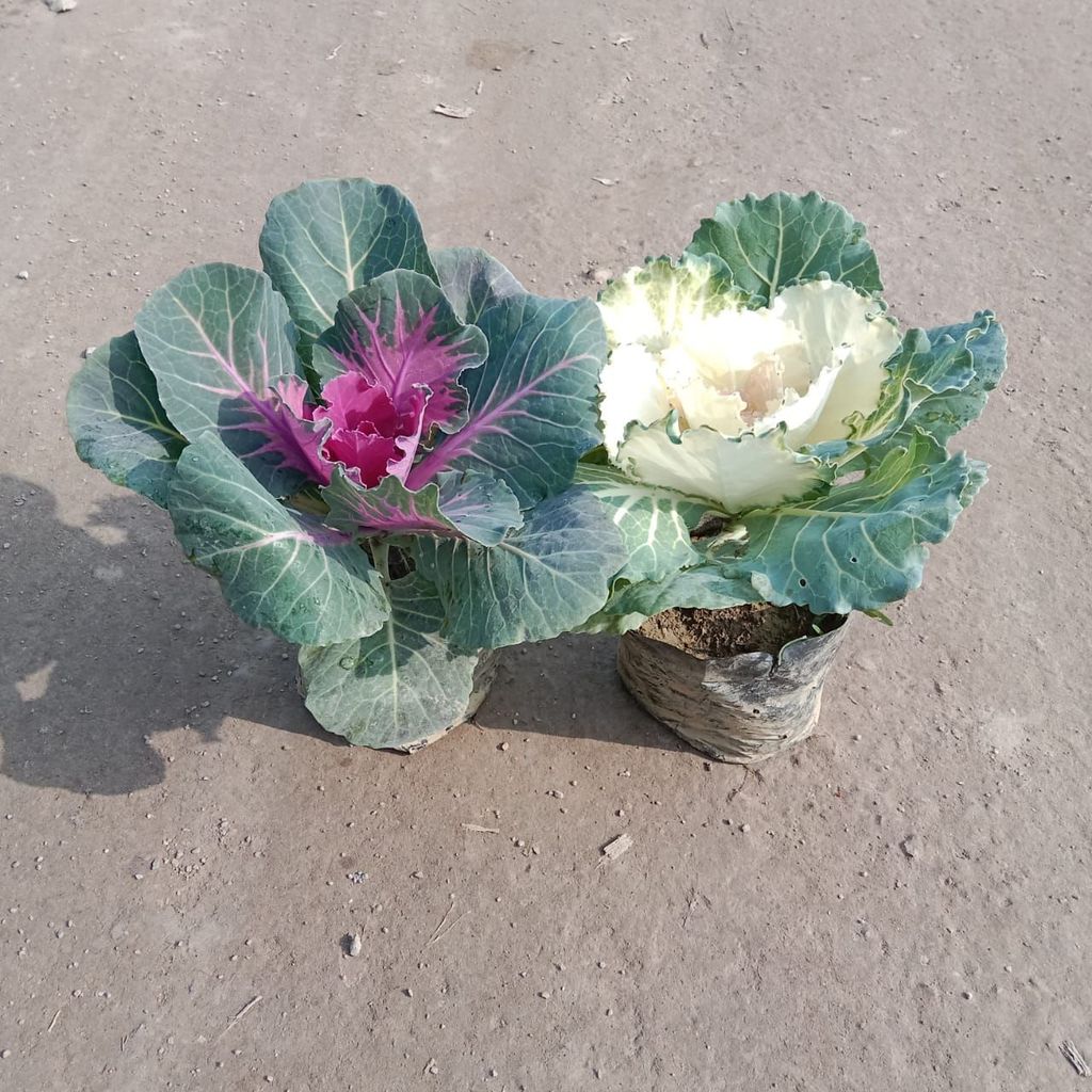 Set of 2 - Kale (Any colour) in 4 Inch Nursery Bag