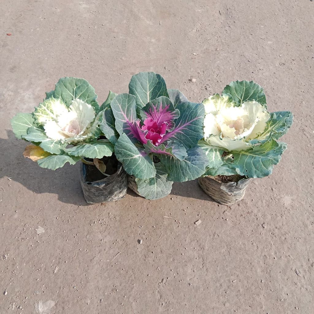 Set of 3 - Kale (Any colour) in 4 Inch Nursery Bag