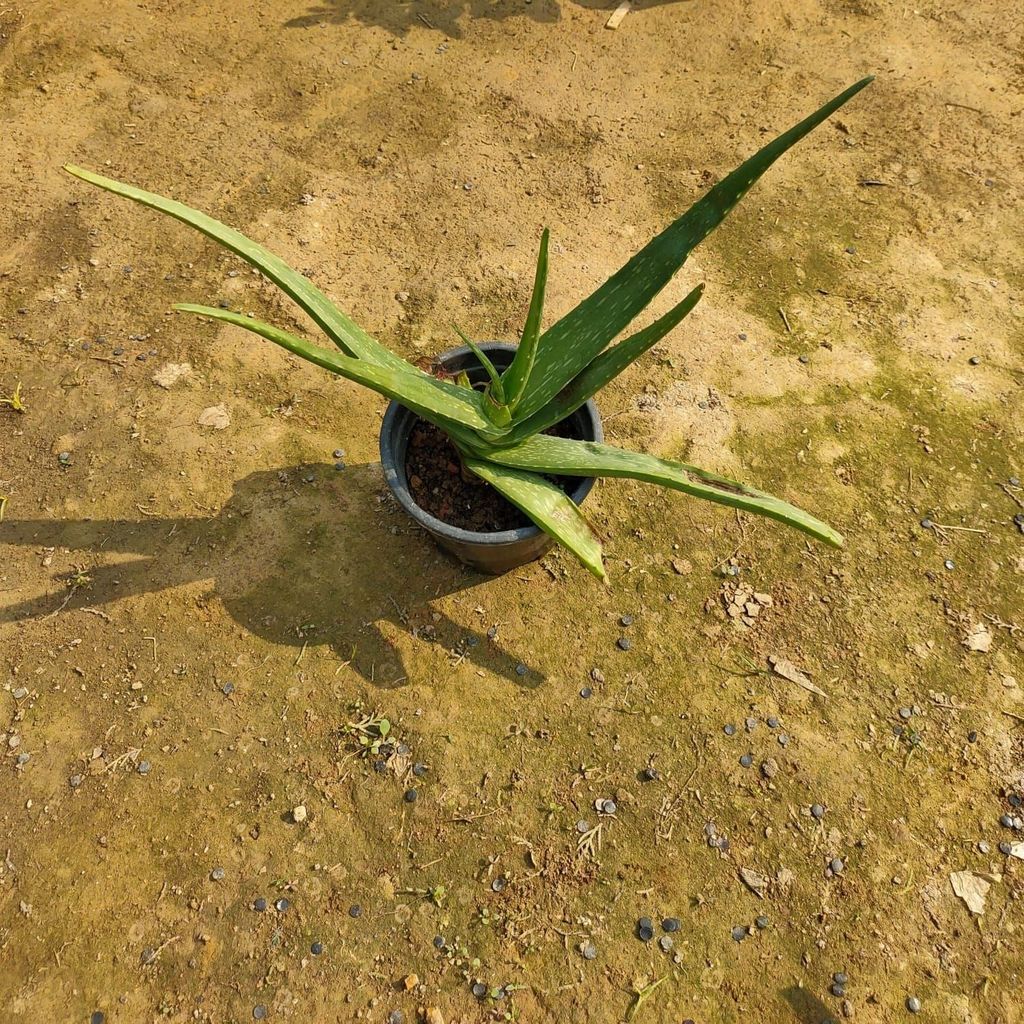 Aloe Vera in 6 Inch Nursery Pot