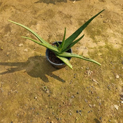 Buy Aloe Vera in 6 Inch Plastic Pot Online | Urvann.com