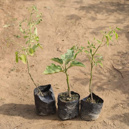 Buy Vegetable Plants Combo - Set of 3 - Mirchi / Chilli, Baigan / Brinjal & Tomato Plant in 4 Inch Nursery Bag Online | Urvann.com