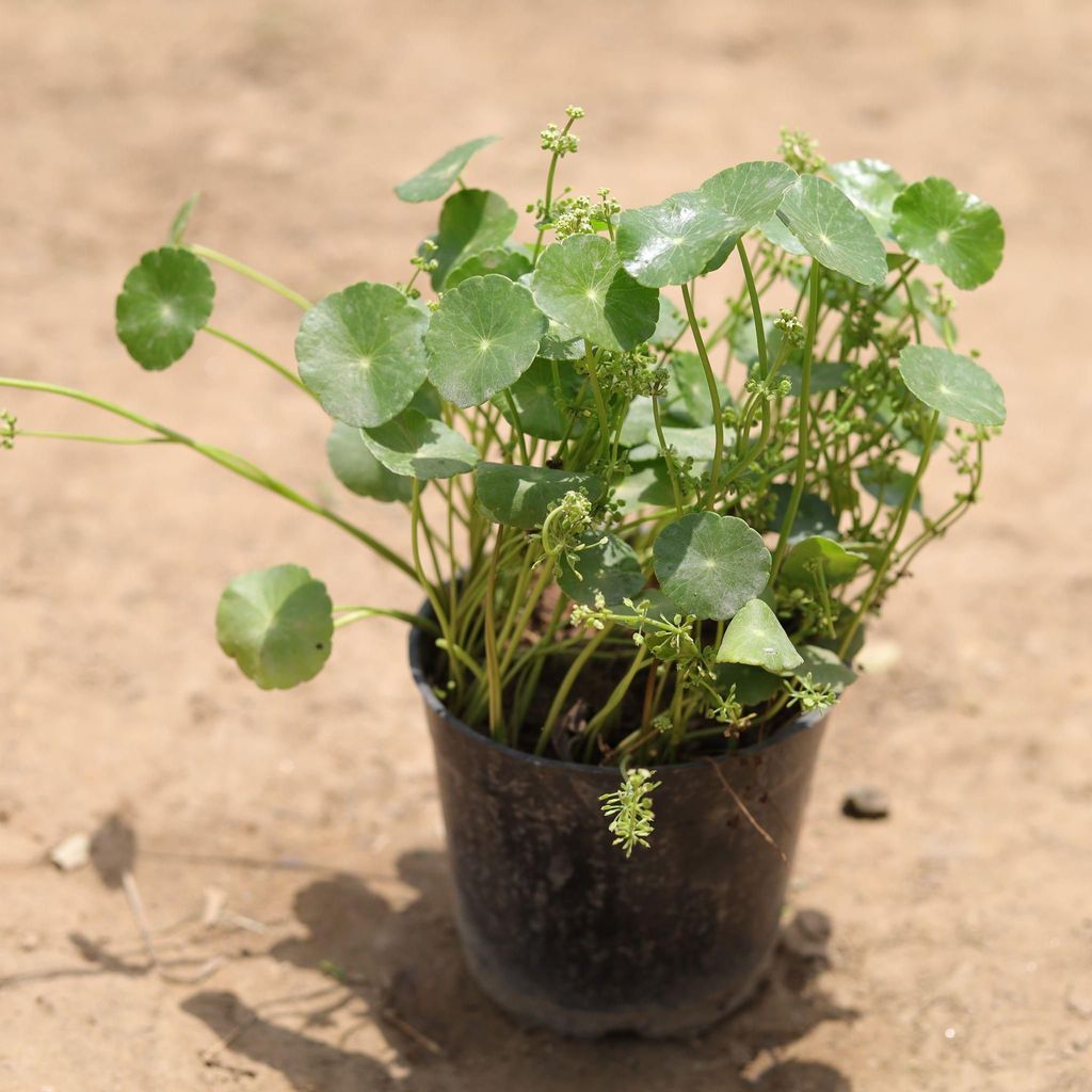 Brahmi Dollar Plant in 5 Inch Nursery Pot