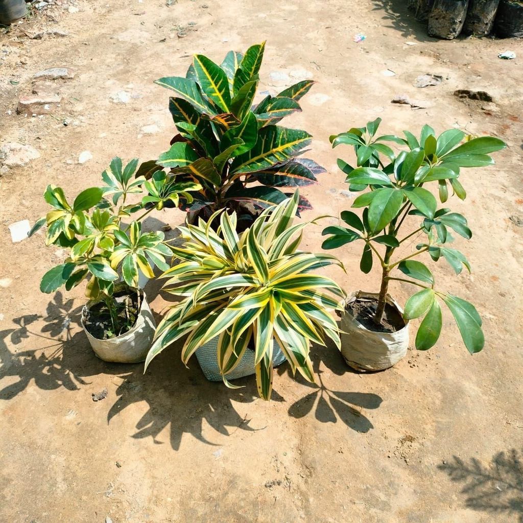 Indoor Plants Combo - Set of 4 - Song of India, Schefflera (Green & Variegated) & Petra Croton in 5 Inch Nursery Bag