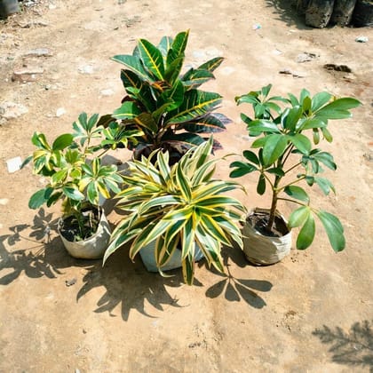 Buy Indoor Plants Combo - Set of 4 - Song of India, Schefflera (Green & Variegated) & Dracaena compecta in 5 Inch Nursery Bag Online | Urvann.com