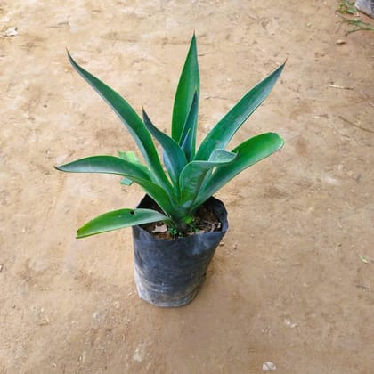 Buy Agave / Century Plant  In 6 Inch Nursery Bag Online | Urvann.com