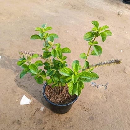 Buy Kapoor Tulsi / Kedarnath Tulsi in 6 Inch Nursery Pot Online | Urvann.com