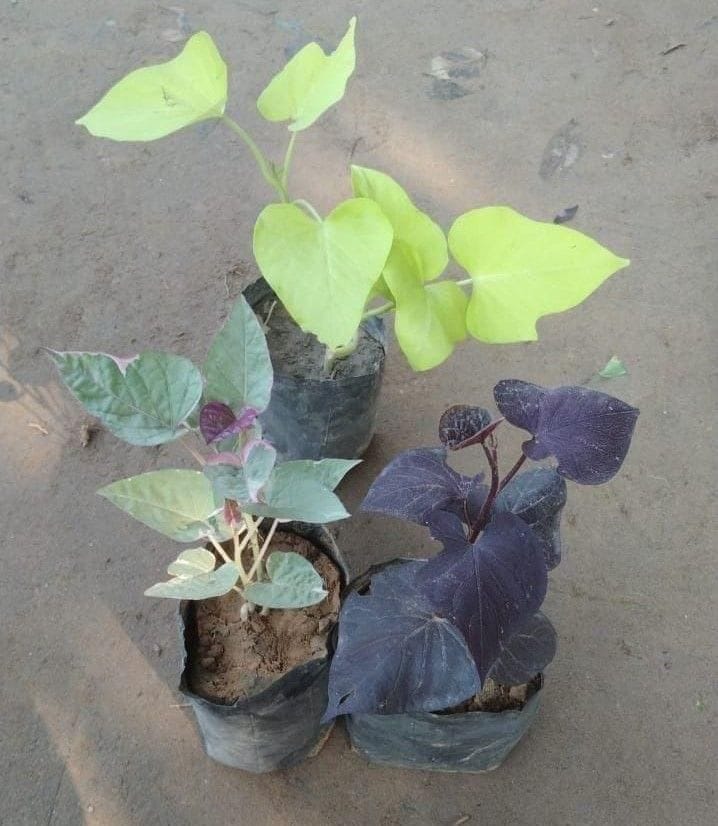 Set of 3 Ipomoea / Sweet Potato Vine (Golden, Variegated & Black) in 4 Inch Nursery Bag