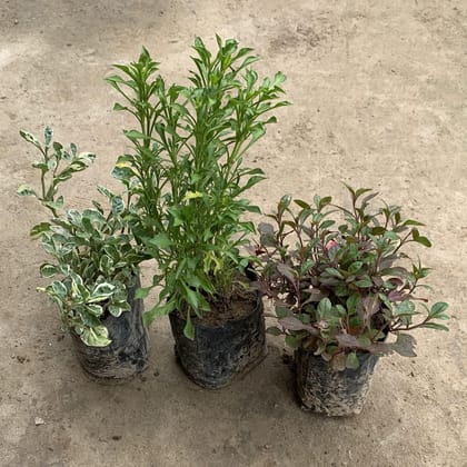 Buy Set of 3 - Alternanthera (Variegated, Green, Red) in 5 Inch Nursery Bag Online | Urvann.com