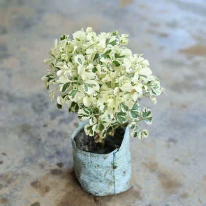 Variegated White Aralia in 4 Inch Nursery Bag