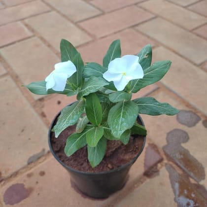 Buy Periwinkle / Sadabahar / Vinca White in 4 Inch Plastic Pot  Online | Urvann.com